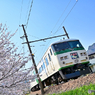 踊り子と桜