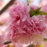 「桜」　２０２０　　名古屋　東山植物園