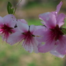 「桜」　２０２０　　名古屋　東山植物園