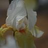 清涼　菖蒲