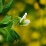 清涼　豆の花（エンドウマメ？）
