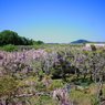 山の藤園