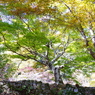 紅葉の初期