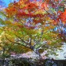 紅葉の中期