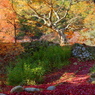 紅葉の後期