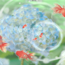 紫陽花に舞う