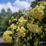 写真句：花二題の２：木香薔薇