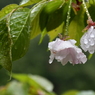 春〜spring。