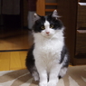 アピール用。