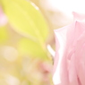 薔薇色のヒカリ。