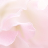 ほんのり…somaru。