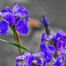 異彩を放つ　～菖蒲～