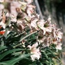 石垣の花　アマリリス