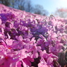 朝の芝桜