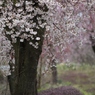 プレイバック　桜