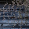 プレイバック　桜　Ⅱ