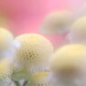 夏白菊（マトリカリア）