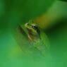 万緑　アマガエル