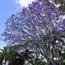 紫の花を咲かせる大樹