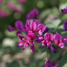 萩の花