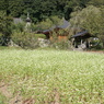 蕎麦の花と常楽寺