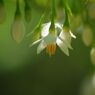 万緑　エゴの花