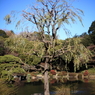 風格
