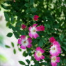 蔓薔薇