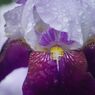 万緑　菖蒲
