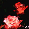 闇黒の薔薇