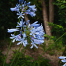 African lily