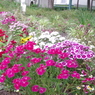 府中市新町第3公園市民花壇５