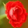 薔薇