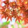 イロハ紅葉・モミジ