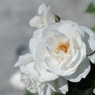白薔薇