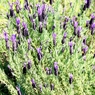 紫色の妖精花：ラベンダー