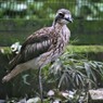 オーストラリアイシチドリ