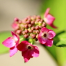 開花
