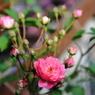 蔓薔薇（幼木）