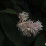 帰りに見た花 ②(*^-^*)