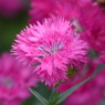 春の花