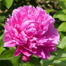 春の花