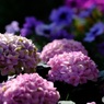色変する紫陽花