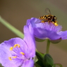 蜜はどこ