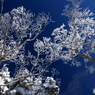 雪の華