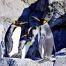 ポカポカ日向ぼっこ：オウサマペンギン(キングペンギン)
