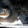 (^O^)ベイビーペンギン：ケープペンギン