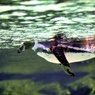水中散歩：フンボルトペンギン