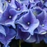 青い紫陽花
