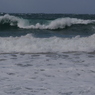 海獅子